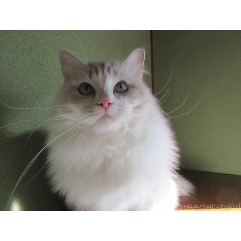 販売中の大分県のラグドール-100779の7枚目