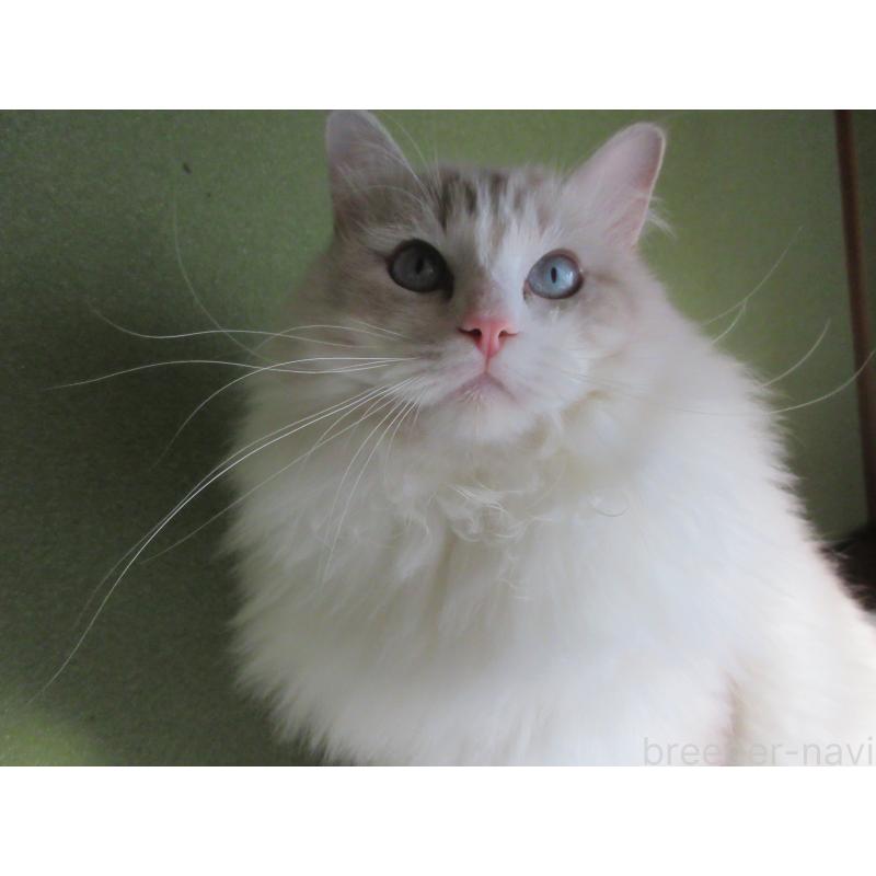 販売中の大分県のラグドール-100779の6枚目