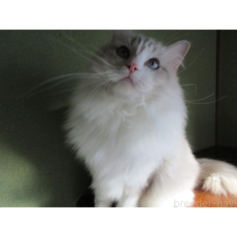 販売中の大分県のラグドール-100779の5枚目