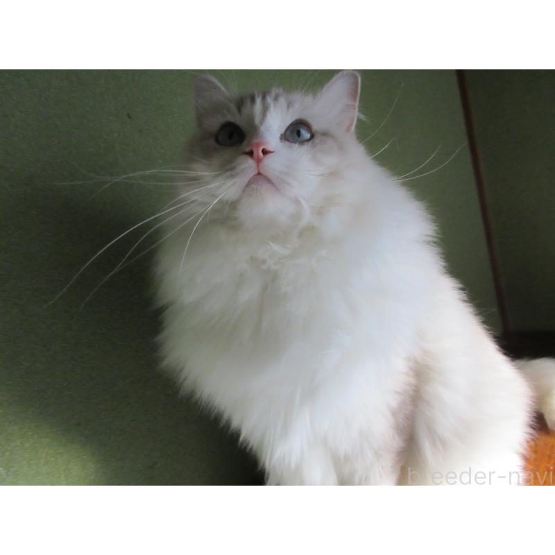 販売中の大分県のラグドール-100779の4枚目