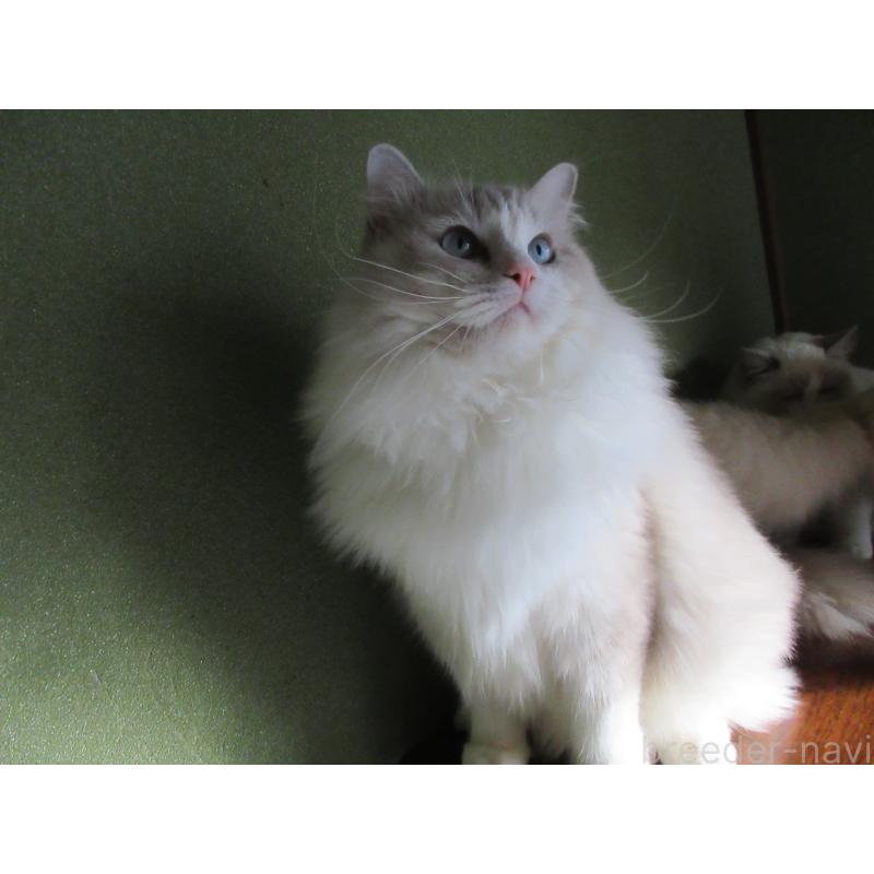 販売中の大分県のラグドール-100779の3枚目