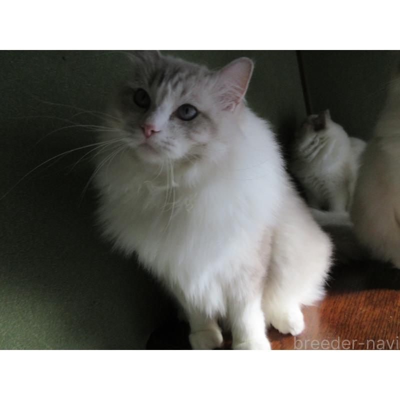 販売中の大分県のラグドール-100779の2枚目