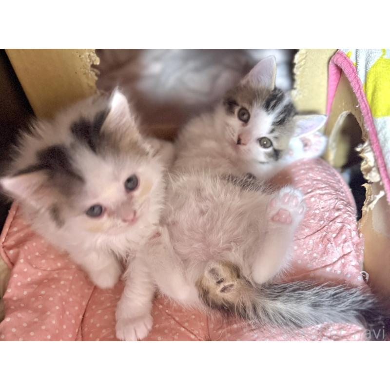 成約済の東京都のスコティッシュフォールド-128767の4枚目