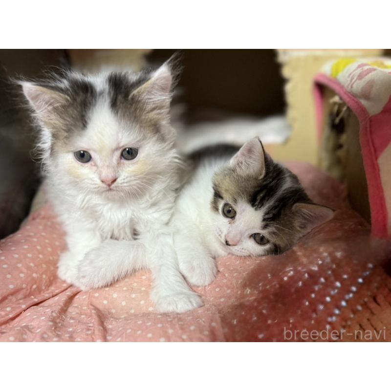 成約済の東京都のスコティッシュフォールド-128767の3枚目