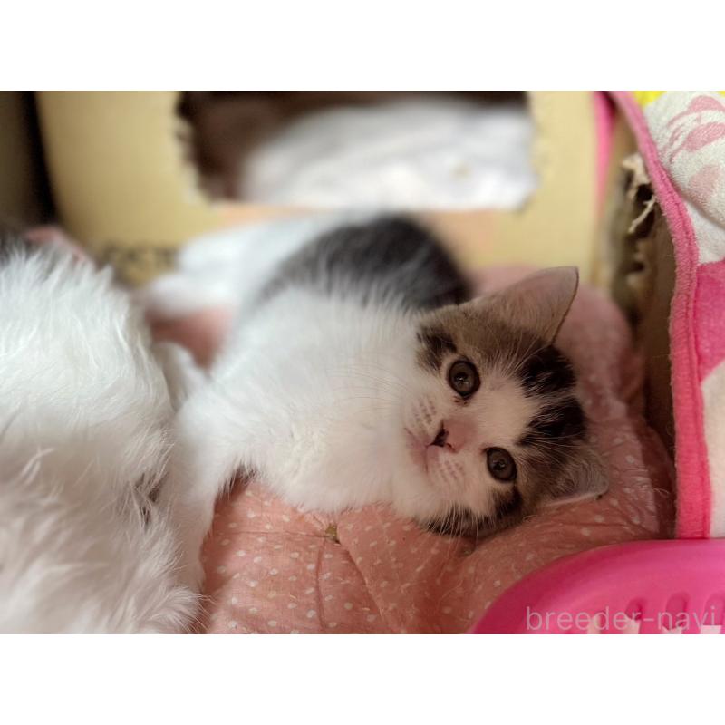 販売中の東京都のスコティッシュフォールド-128767