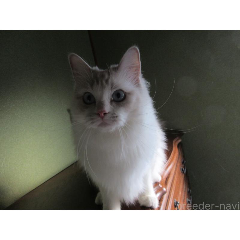 販売中の大分県のラグドール-101079の5枚目