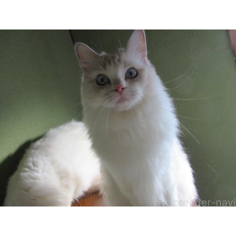 販売中の大分県のラグドール-101079の4枚目