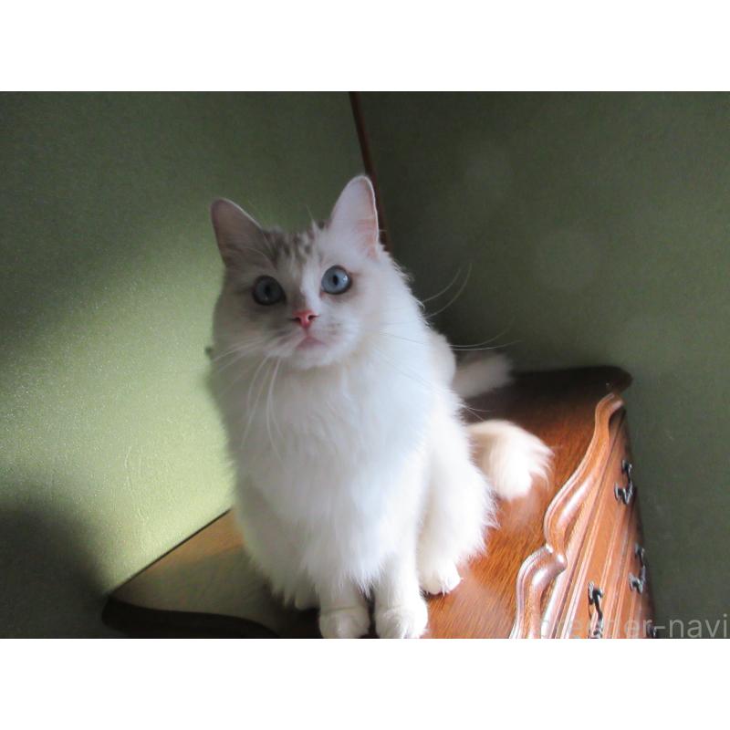 販売中の大分県のラグドール-101079の3枚目