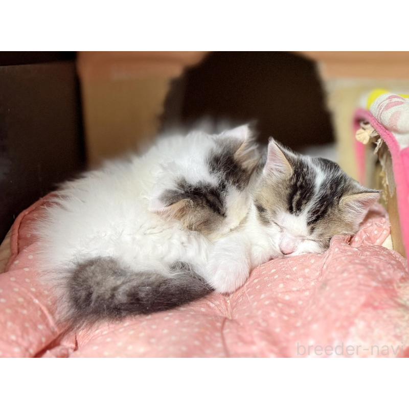 成約済の東京都のスコティッシュフォールド-128766の5枚目