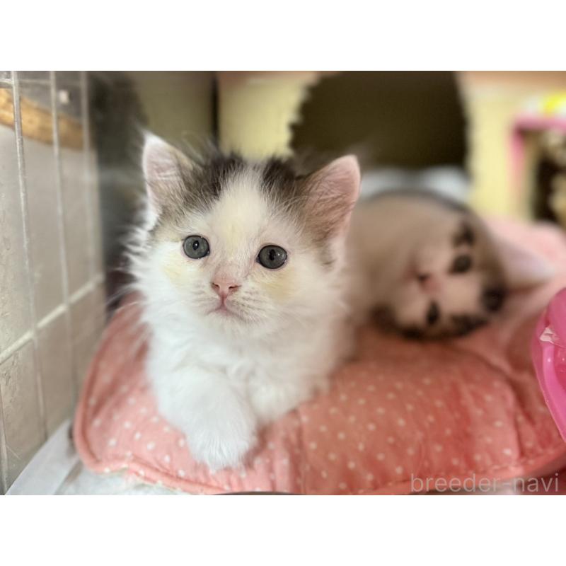 販売中の東京都のスコティッシュフォールド-128766