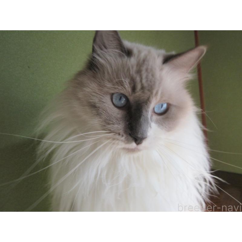 販売中の大分県のラグドール-66319の6枚目
