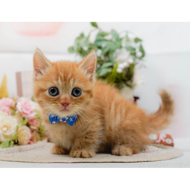 販売中の神奈川県のマンチカン-130790の12枚目