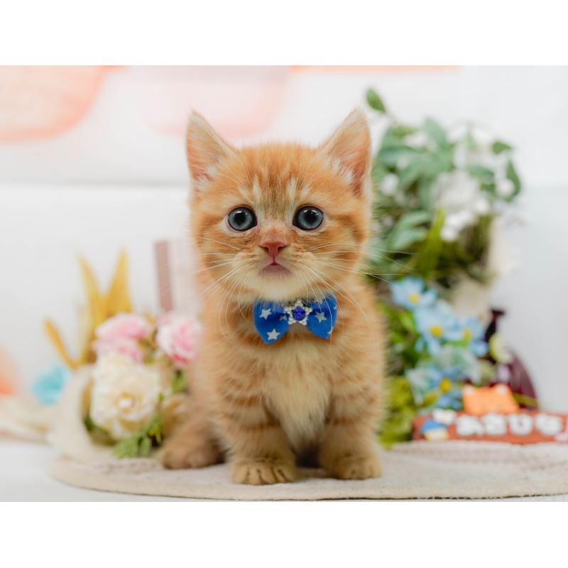 販売中の神奈川県のマンチカン-130790の11枚目