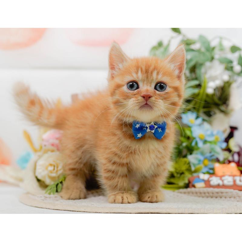 販売中の神奈川県のマンチカン-130790の10枚目