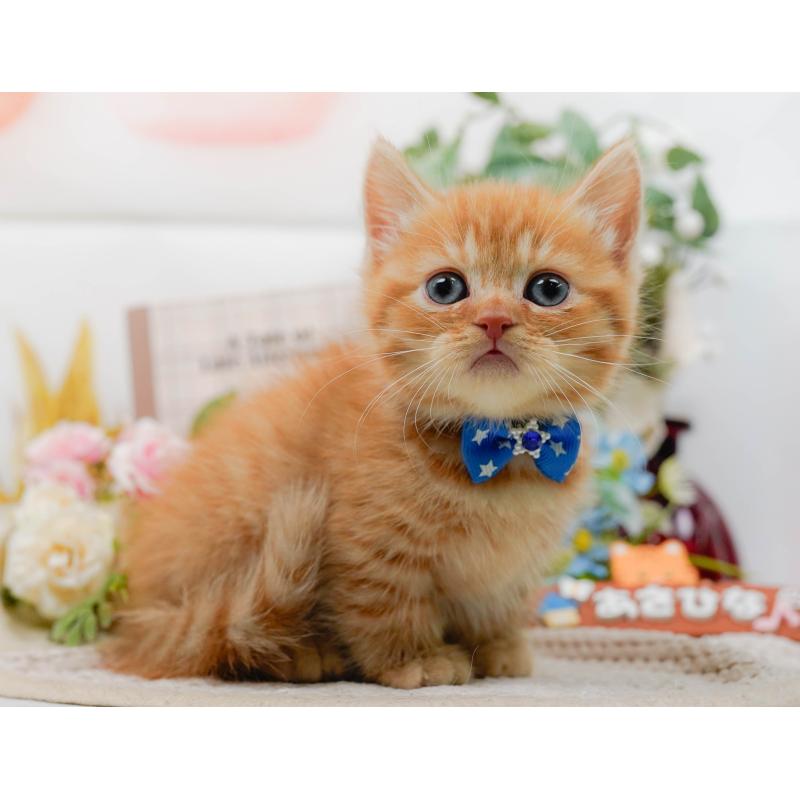 販売中の神奈川県のマンチカン-130790の9枚目