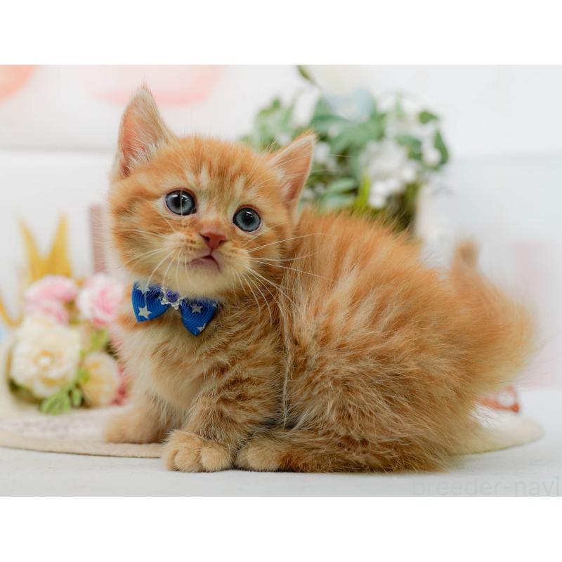 販売中の神奈川県のマンチカン-130790の8枚目