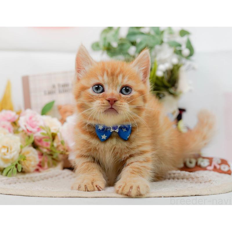 販売中の神奈川県のマンチカン-130790の7枚目