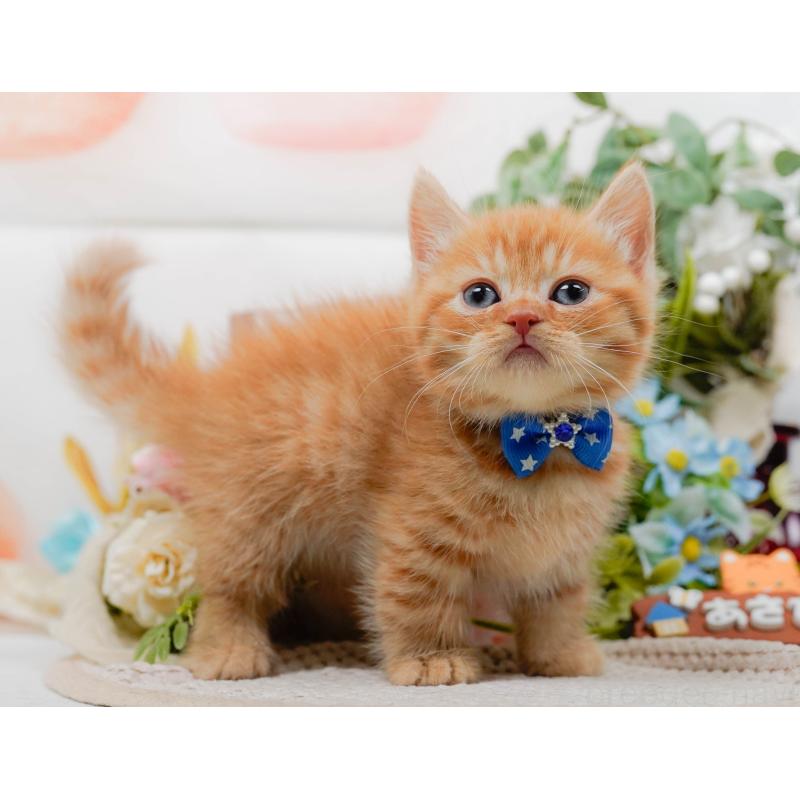 販売中の神奈川県のマンチカン-130790の6枚目