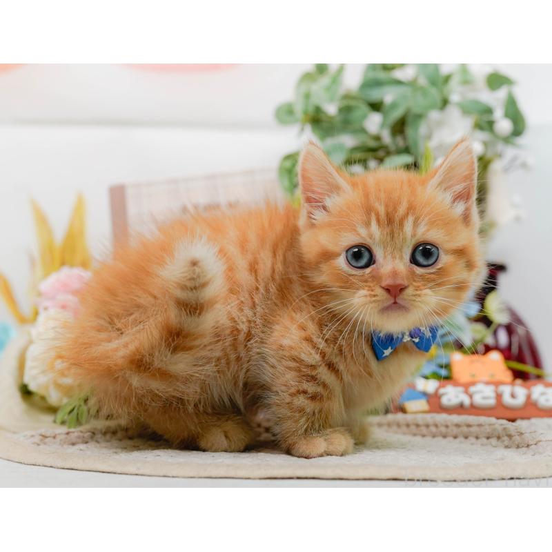 販売中の神奈川県のマンチカン-130790の5枚目