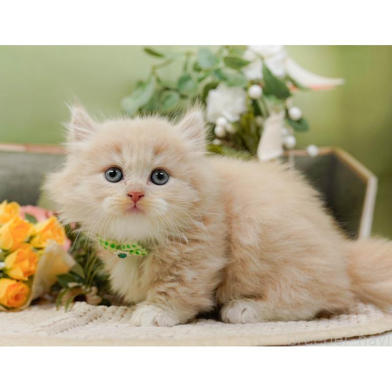 販売中の神奈川県のマンチカン-130791の12枚目