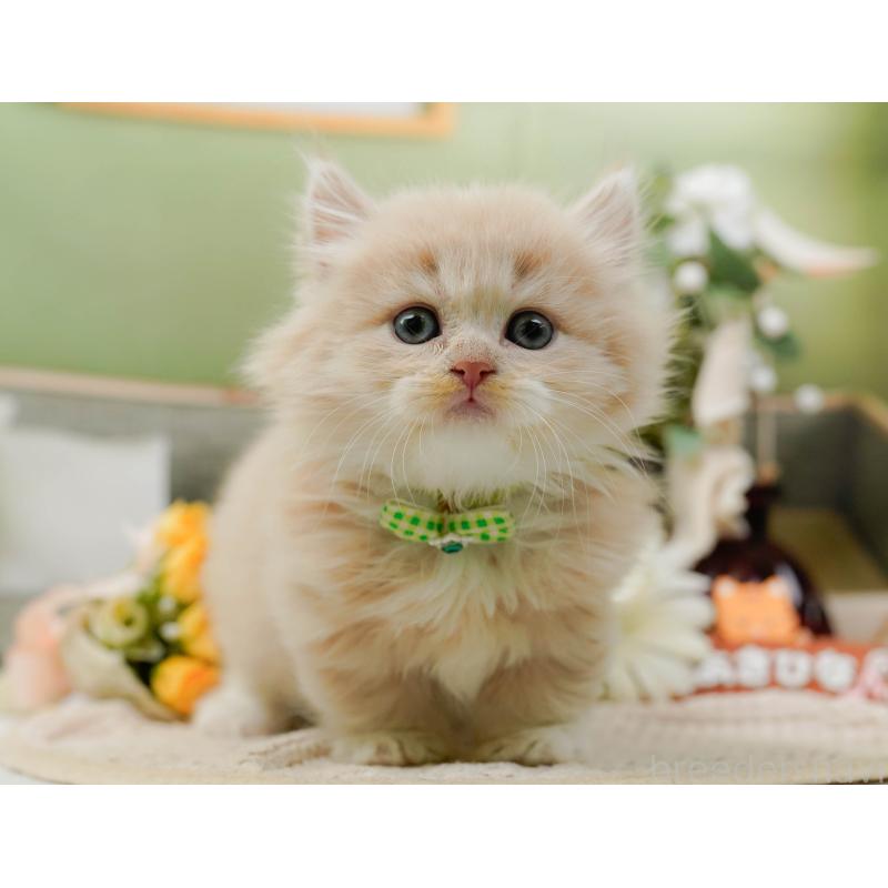 販売中の神奈川県のマンチカン-130791の11枚目