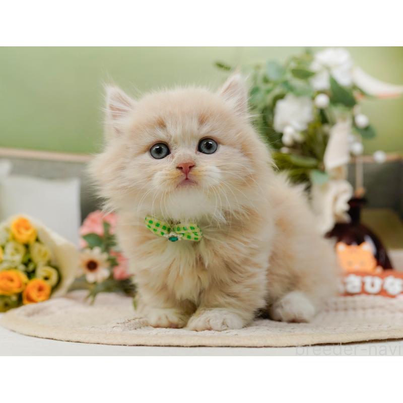 販売中の神奈川県のマンチカン-130791の10枚目