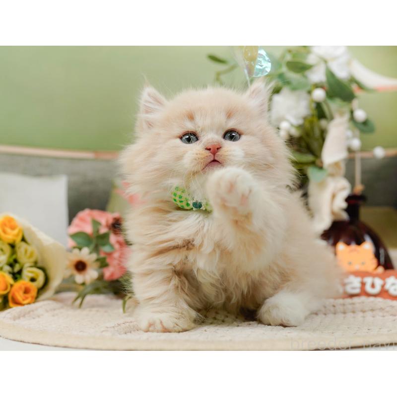 販売中の神奈川県のマンチカン-130791の9枚目