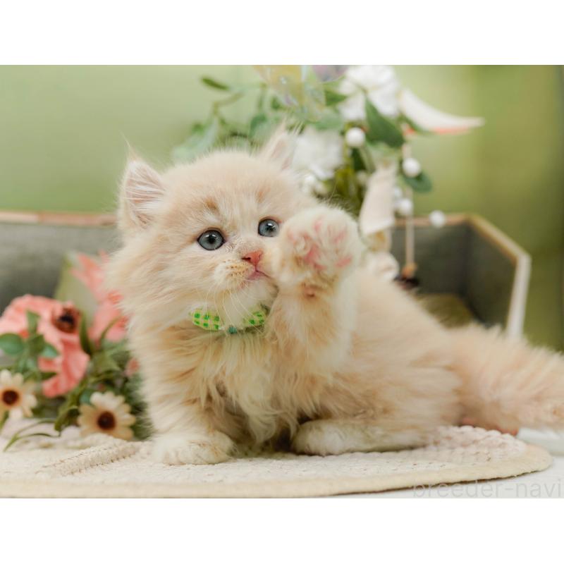 販売中の神奈川県のマンチカン-130791の8枚目