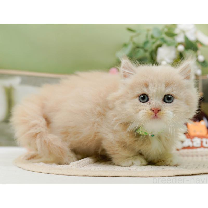 販売中の神奈川県のマンチカン-130791の7枚目