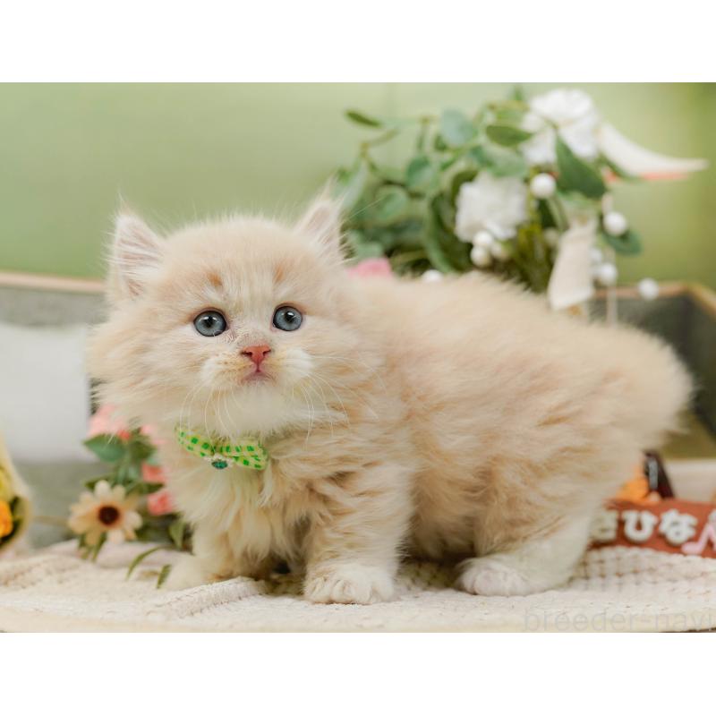 販売中の神奈川県のマンチカン-130791の6枚目