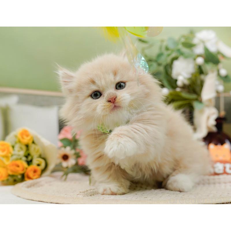 販売中の神奈川県のマンチカン-130791の5枚目