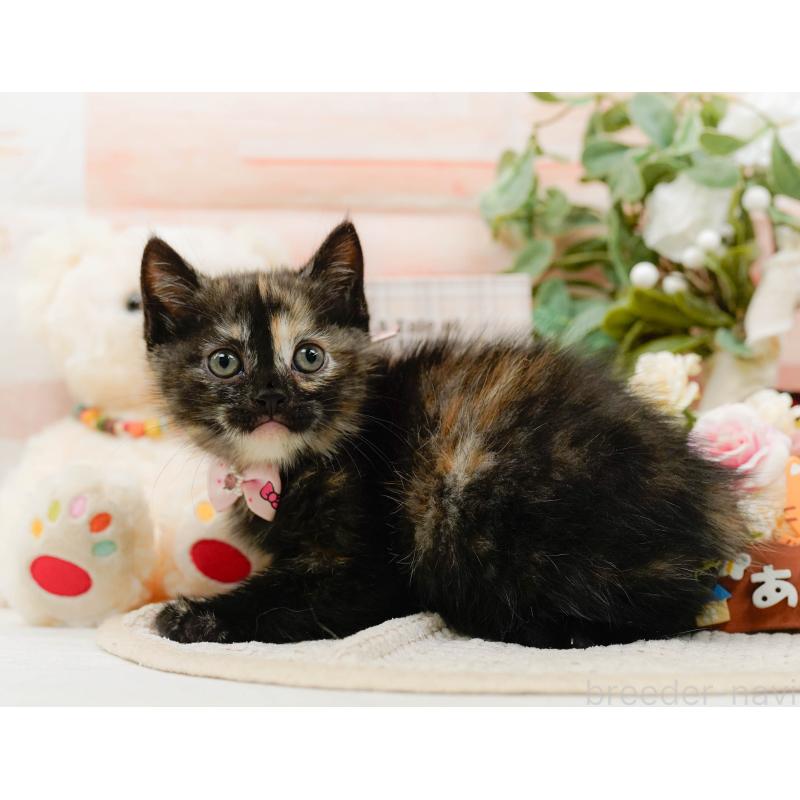 販売中の神奈川県のマンチカン-130792の12枚目