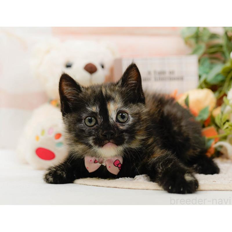 販売中の神奈川県のマンチカン-130792の11枚目