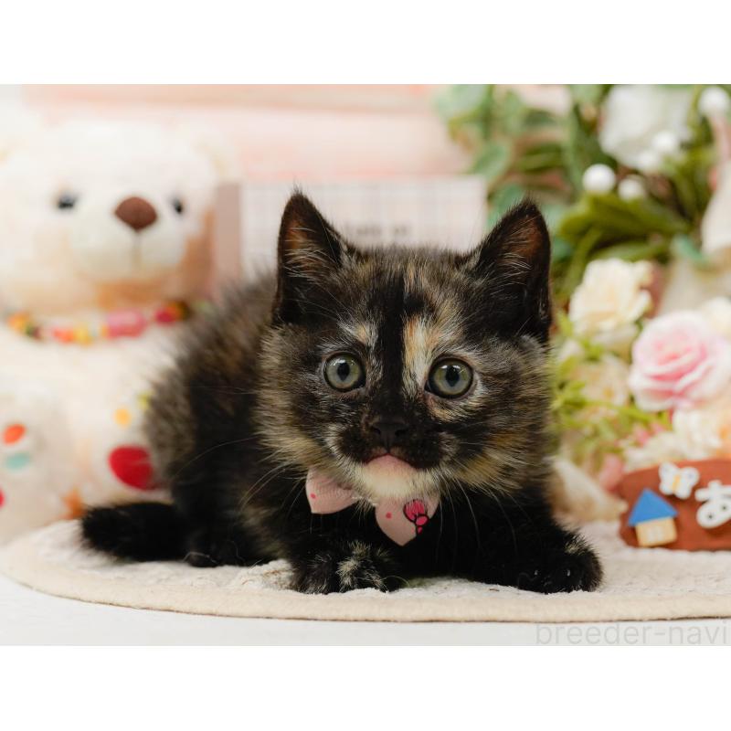 販売中の神奈川県のマンチカン-130792の10枚目