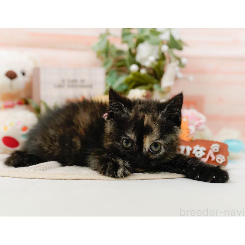 販売中の神奈川県のマンチカン-130792の9枚目