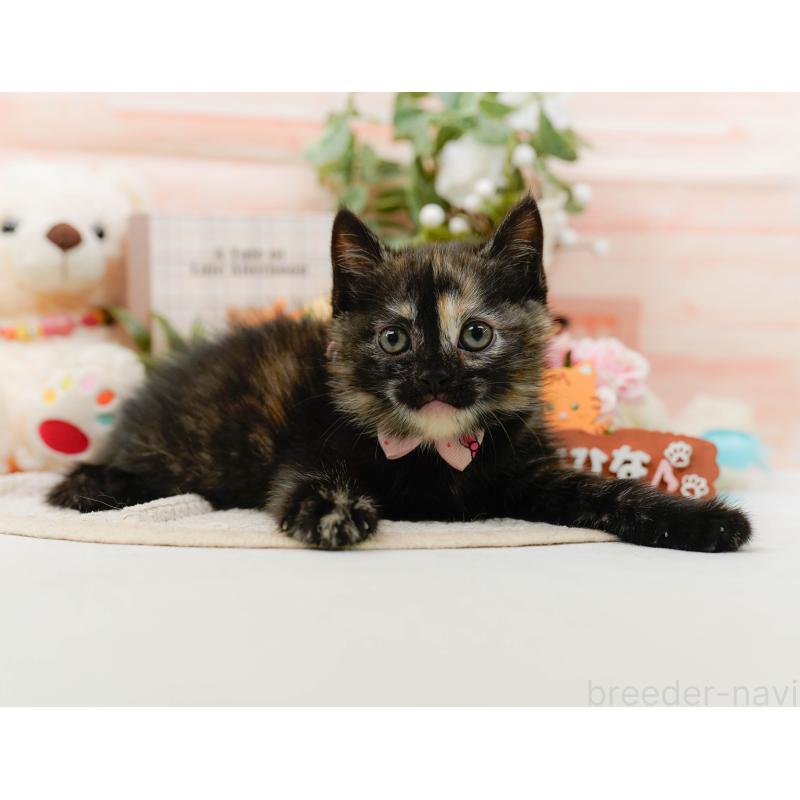 販売中の神奈川県のマンチカン-130792の8枚目