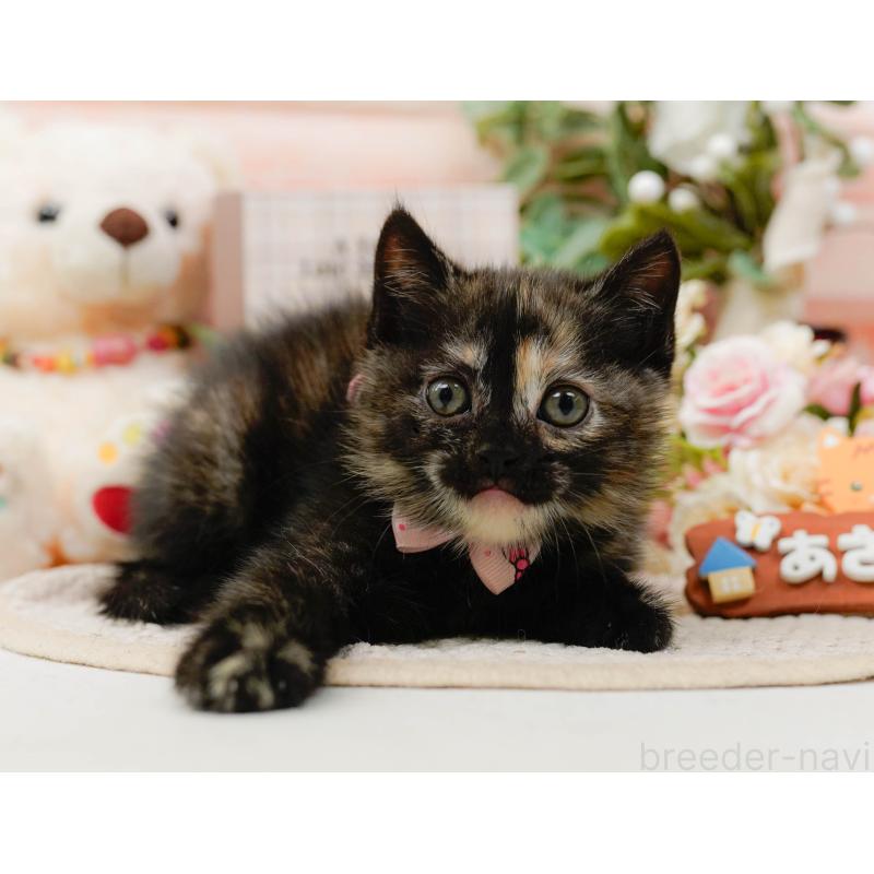 販売中の神奈川県のマンチカン-130792の7枚目