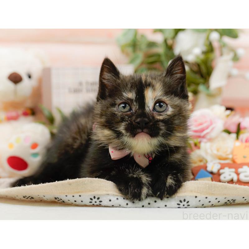 販売中の神奈川県のマンチカン-130792の6枚目