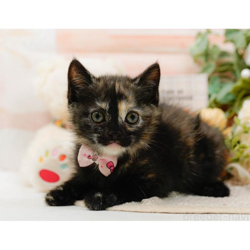 販売中の神奈川県のマンチカン-130792の5枚目