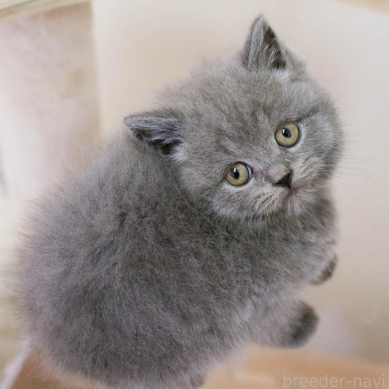 販売中の埼玉県のブリティッシュショートヘア-130572