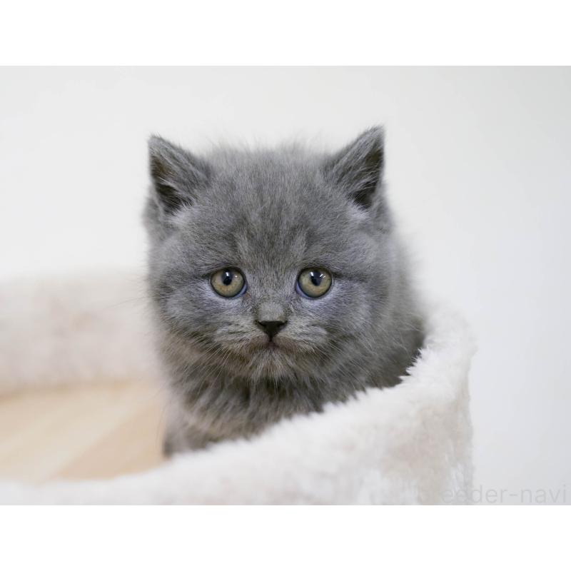 販売中の埼玉県のブリティッシュショートヘア-130572の11枚目