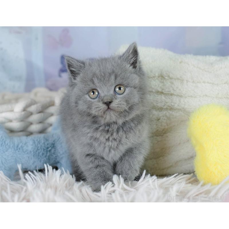 販売中の埼玉県のブリティッシュショートヘア-130572の10枚目