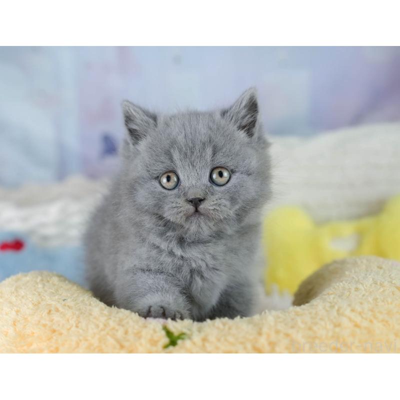 販売中の埼玉県のブリティッシュショートヘア-130572の9枚目