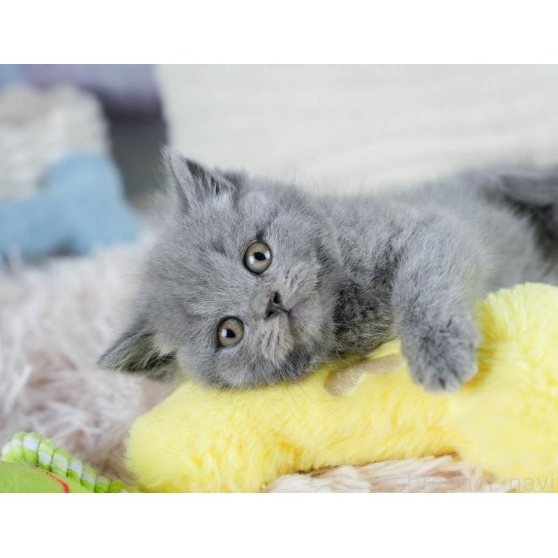 販売中の埼玉県のブリティッシュショートヘア-130572の7枚目