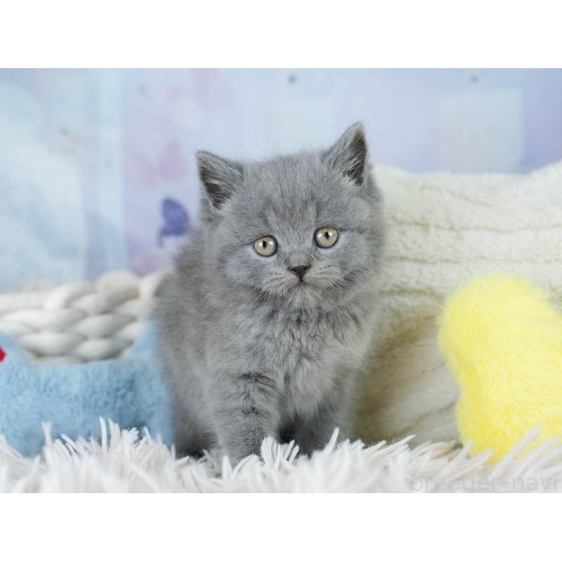 販売中の埼玉県のブリティッシュショートヘア-130572の6枚目