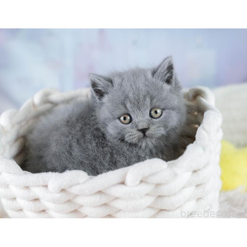 販売中の埼玉県のブリティッシュショートヘア-130572の5枚目