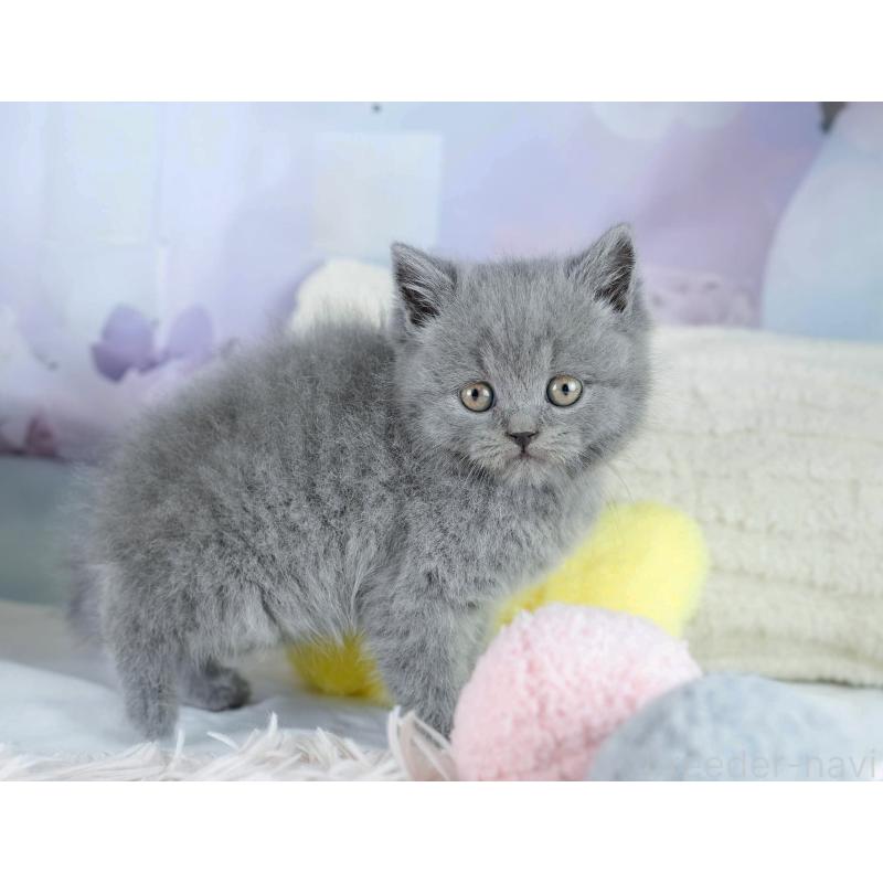 販売中の埼玉県のブリティッシュショートヘア-130572の4枚目