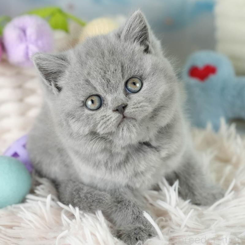 販売中の埼玉県のブリティッシュショートヘア-130569の1枚目