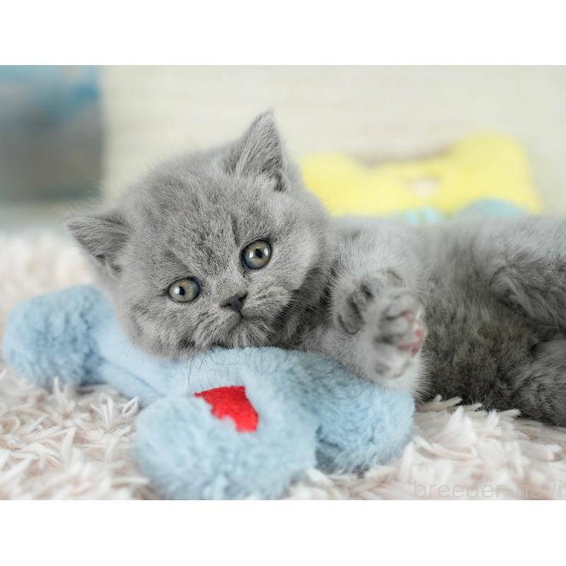 販売中の埼玉県のブリティッシュショートヘア-130569の11枚目