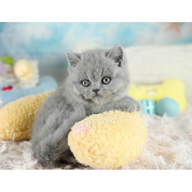 販売中の埼玉県のブリティッシュショートヘア-130569の10枚目